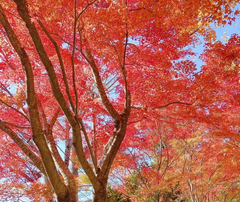 永源寺　紅葉　きれい