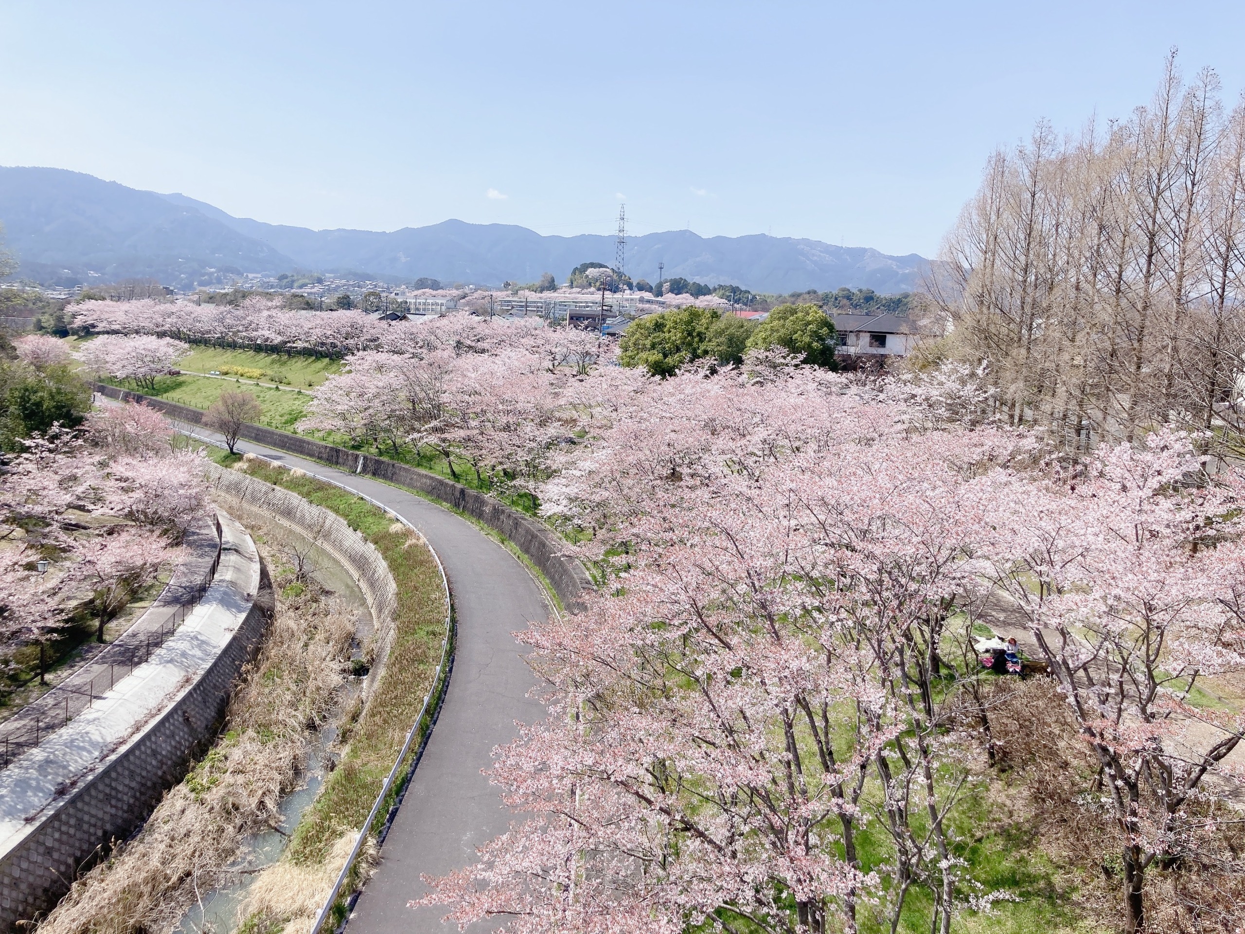 【スポット】滋賀 大津 仰木の里 御呂戸川緑地 人の少ない穴場桜の名所 しがそび