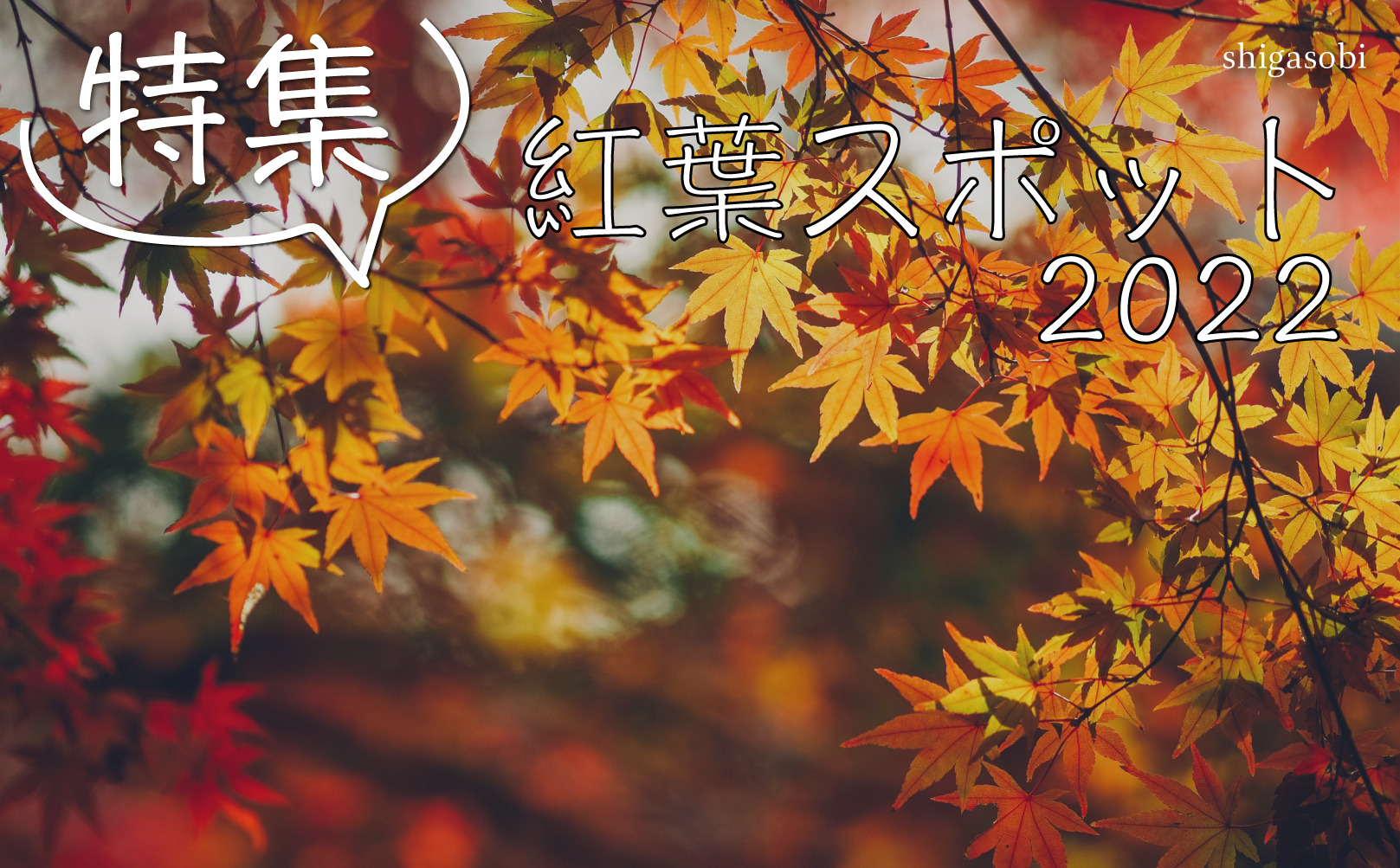 紅葉特集