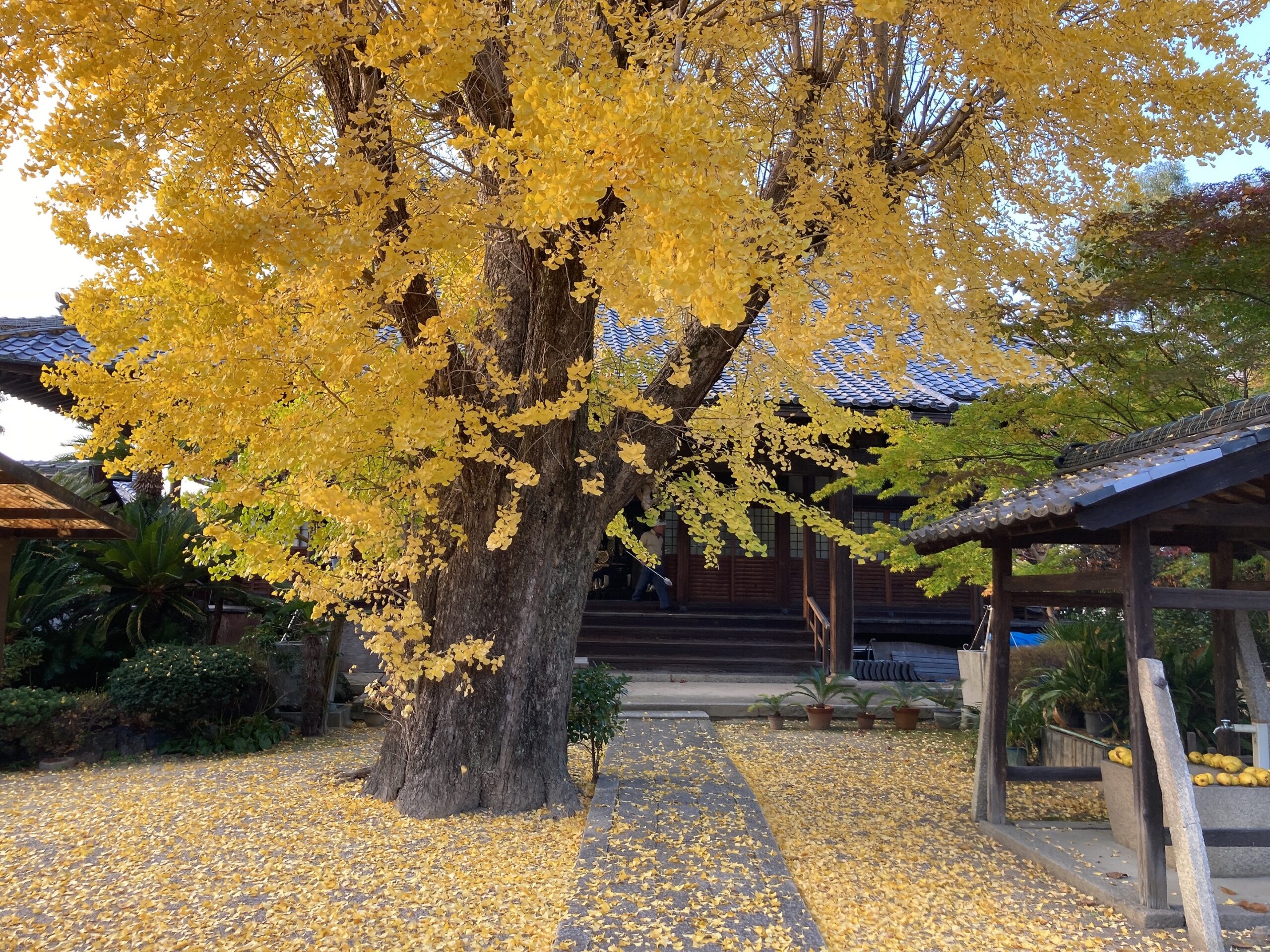 栗東 紅葉 専光寺