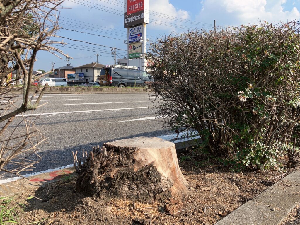 ビッグモーター草津店の街路樹伐採問題