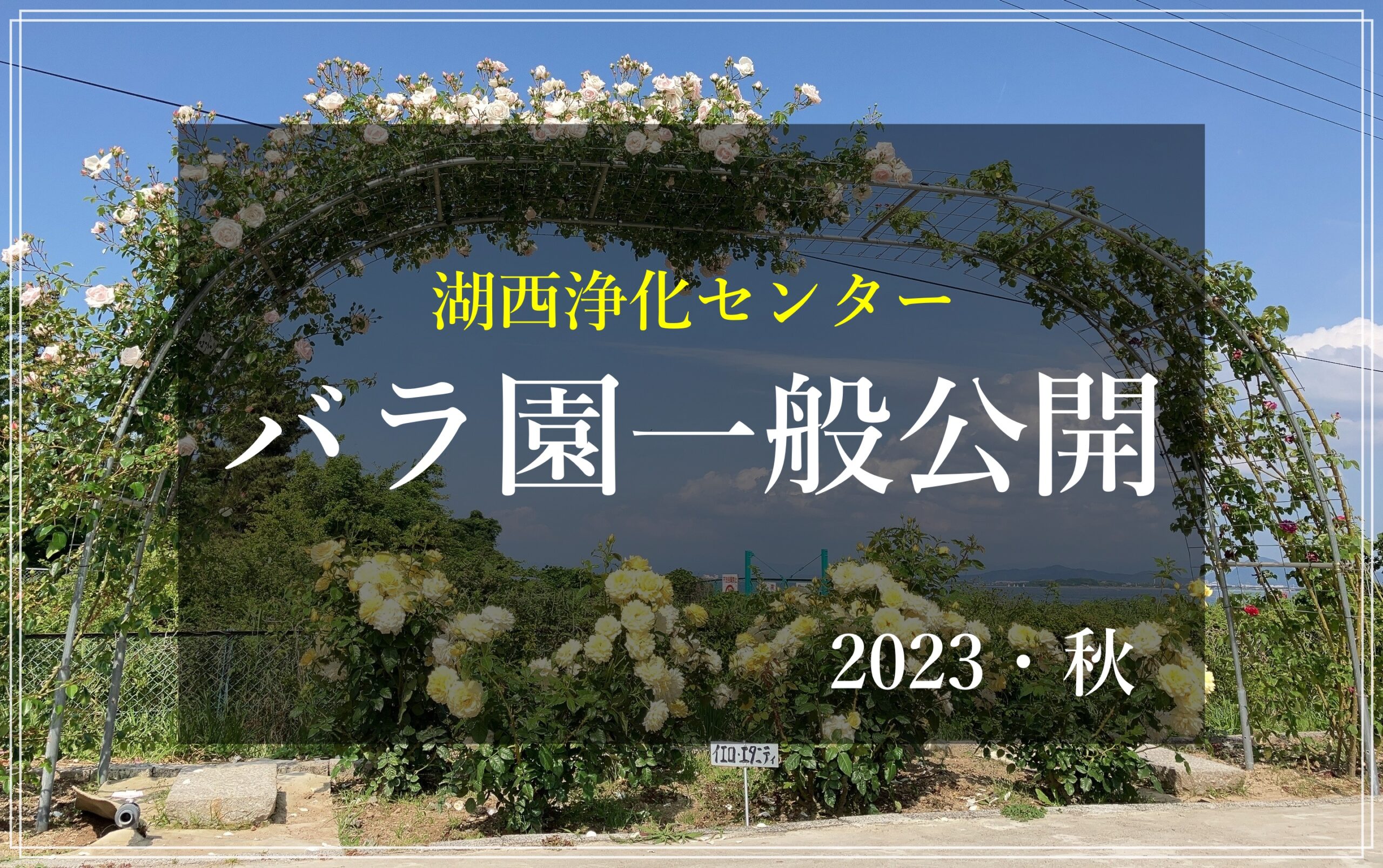 湖西浄化センター バラ園一般公開2023年秋